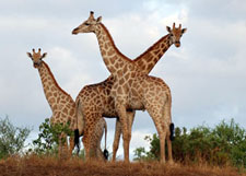 Botswana-Mashatu-Mashatu Game Reserve Safari